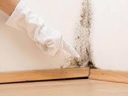 Professional Mold Prevention & Removal  in Woodbine, IA